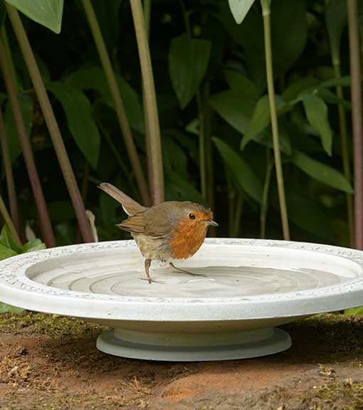 Nature Oasis bird bath with robin