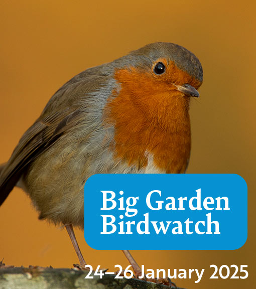 Big Garden Birdwatch