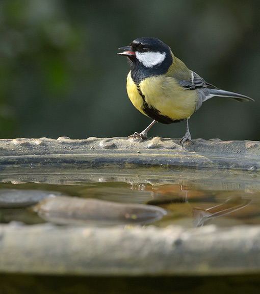 Bird bath range for garden birds