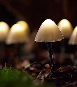 Gifts for garden lovers