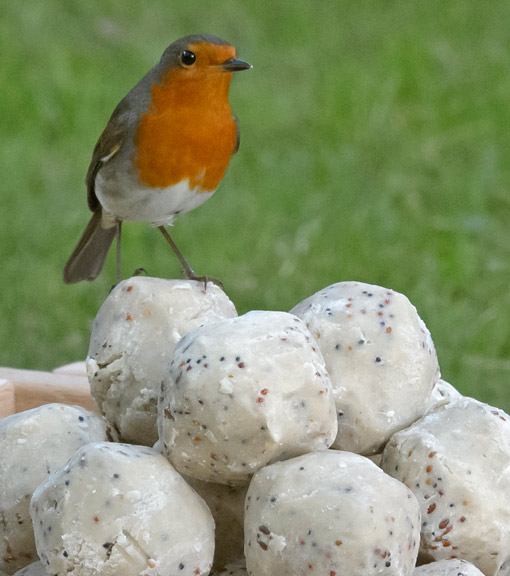 Fat balls for birds
