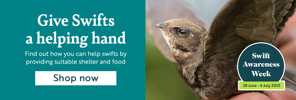 Give Swifts a helping hand. Find out how you can help swifts by providing suitable shelter and food. Swift Awareness Week 28th June to 6th July 2025.Shop now.