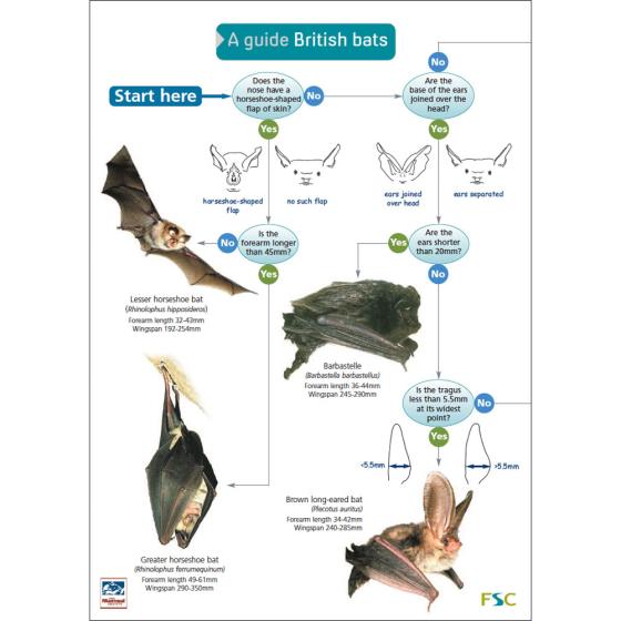 A guide to British bats fold-out chart product photo default L