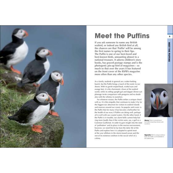 RSPB Spotlight Puffins product photo front L