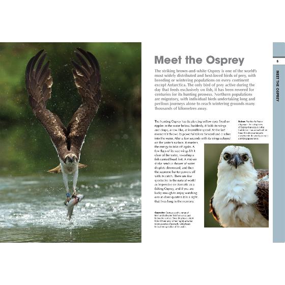 RSPB Spotlight ospreys product photo front L
