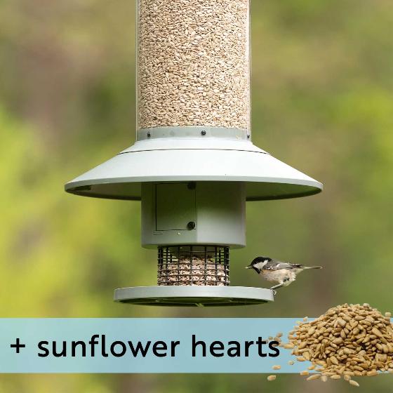 Automatic bird feeder and sunflower hearts product photo default L