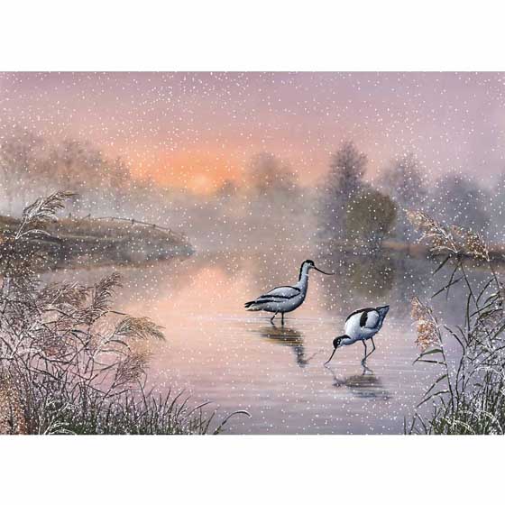 Avocets & misty waters Christmas cards, pack of 10 product photo default L