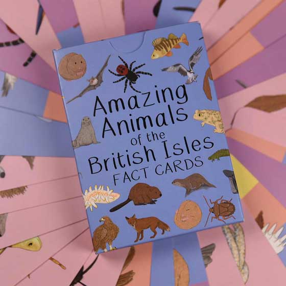 Amazing animals of the British Isles fact cards product photo default L
