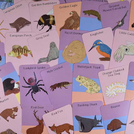 Amazing animals of the British Isles fact cards product photo ai5 L