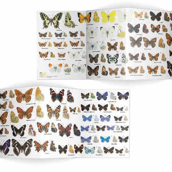 Butterflies identifier chart - RSPB ID Spotlight series product photo side L