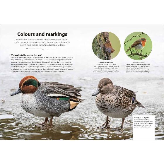 Chris Packham's birdwatching guide product photo front L