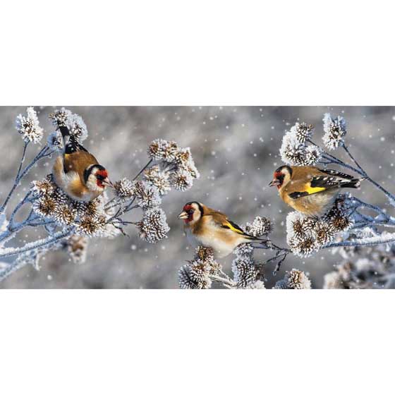 Christmas charm Goldfinch Christmas cards, pack of 10 product photo default L