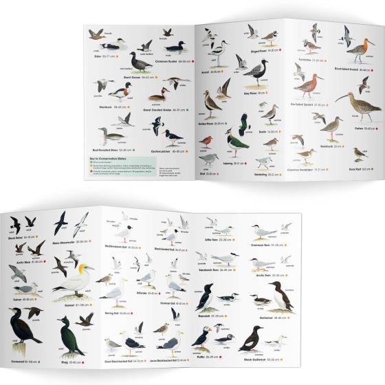 Coastal birds identifier chart - RSPB ID Spotlight series product photo side L