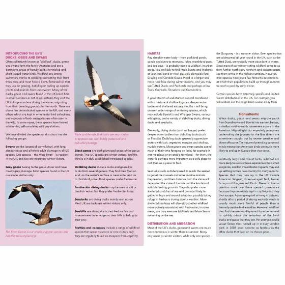 RSPB ID Spotlight - Identify ducks, geese and swans product photo front L