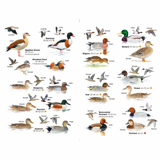 RSPB ID Spotlight - Identify ducks, geese and swans product photo back L