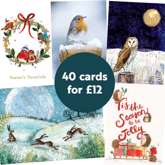 RSPB Fab 40 large box of Christmas cards product photo front L