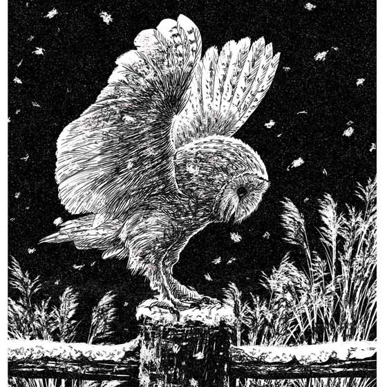 Frosted Owl black and white Christmas cards, pack of 10 product photo default L