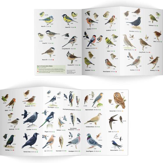 Garden birds identifier chart - RSPB ID Spotlight series product photo side L