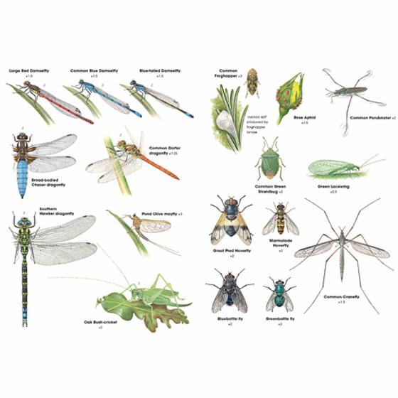 RSPB ID Spotlight - Identify garden bugs product photo side L