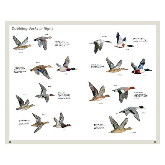 RSPB Handbook of British Birds, 5th edition product photo ai5 L