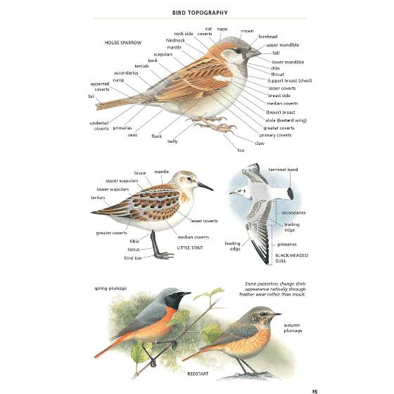 RSPB Handbook of Scottish Birds 2nd edition product photo back L