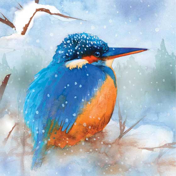 Kingfisher in snow Christmas cards, pack of 10 product photo default L