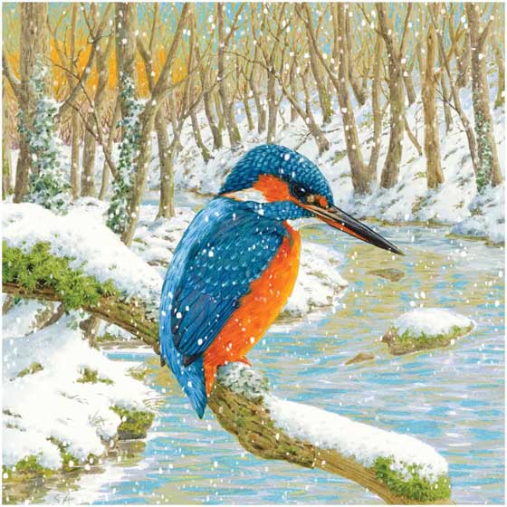 Kingfisher perch Christmas cards, pack of 10 product photo default L