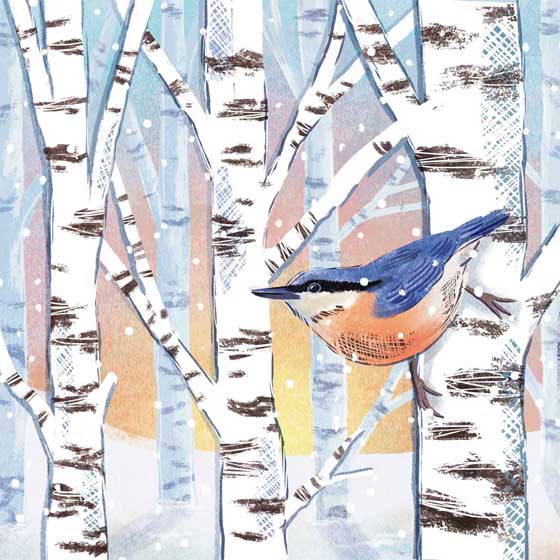 Nuthatch on birch Christmas cards, pack of 10 product photo default L