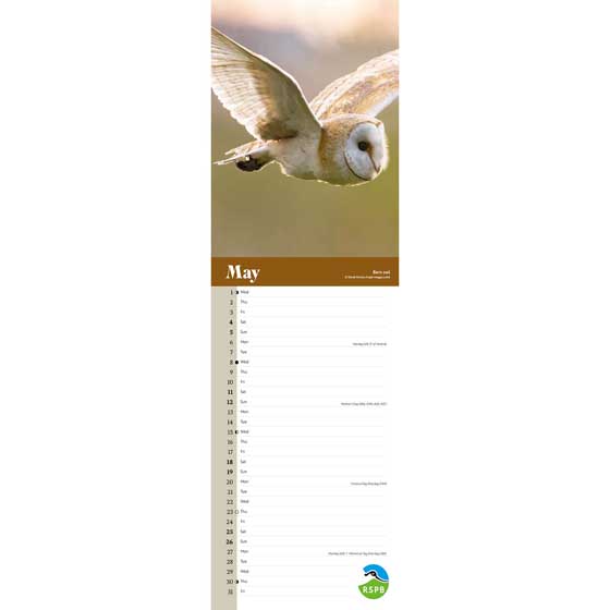 RSPB Owls calendar 2024 Calendars & diaries