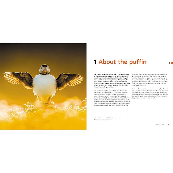 Puffins: life on the Atlantic edge product photo back L