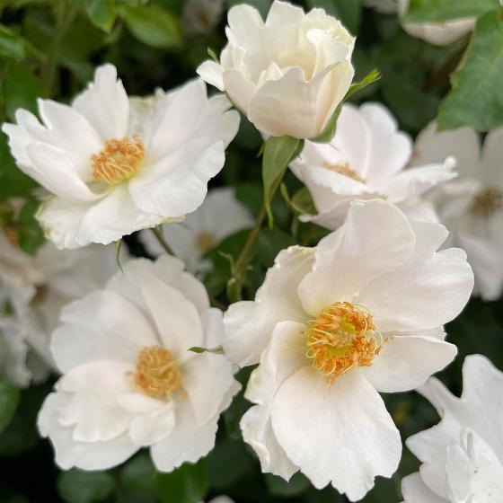 RSPB Rose shrub Simple White (Keros) 3L-4L pot product photo side L