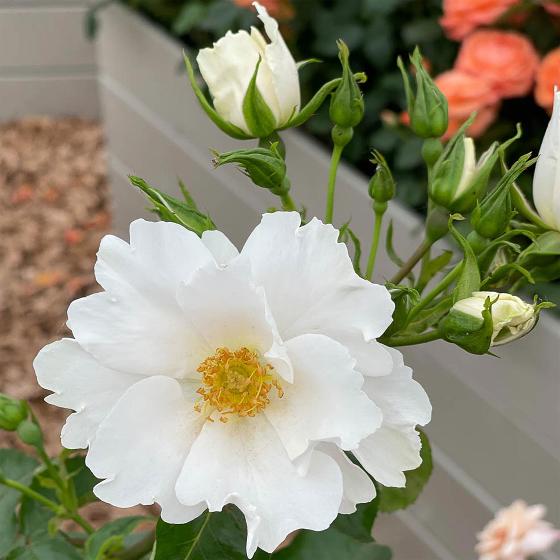 RSPB Rose shrub Simple White (Keros) 3L-4L pot product photo back L