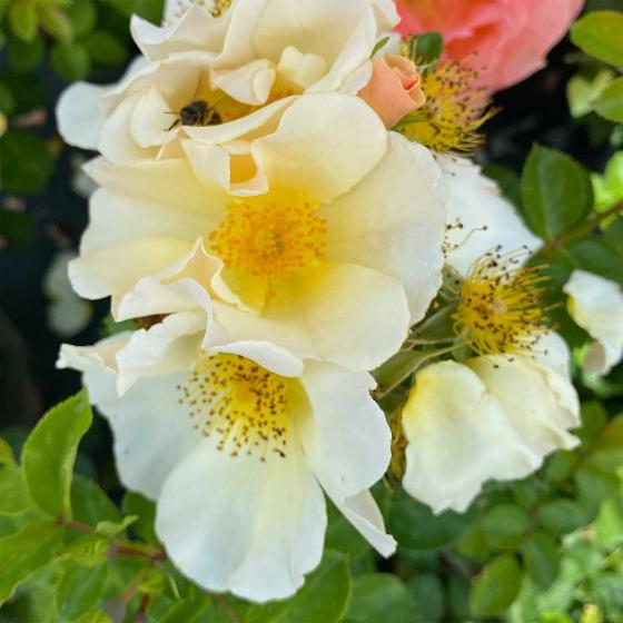 RSPB Rose shrub Simple Yellow 3L-4L pot product photo side L