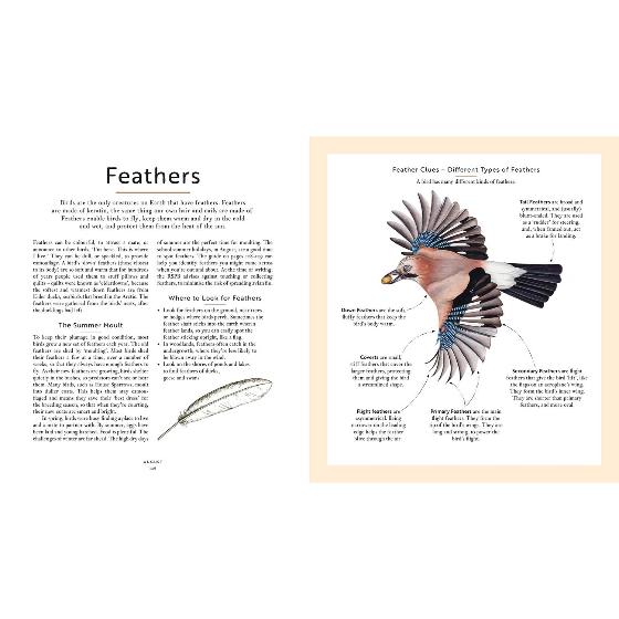 RSPB Bird tales: traditional stories, folklore and activities product photo front L