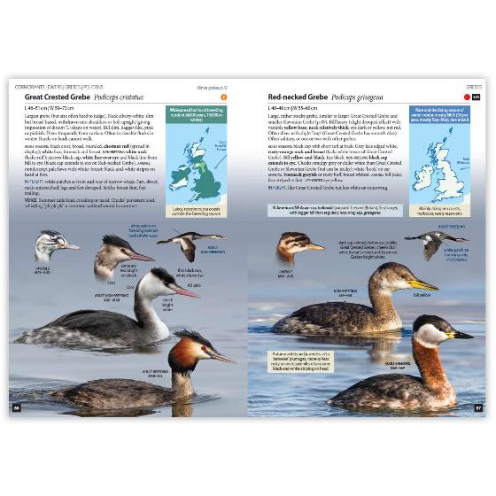 Britain's Birds, Second Edition product photo side L
