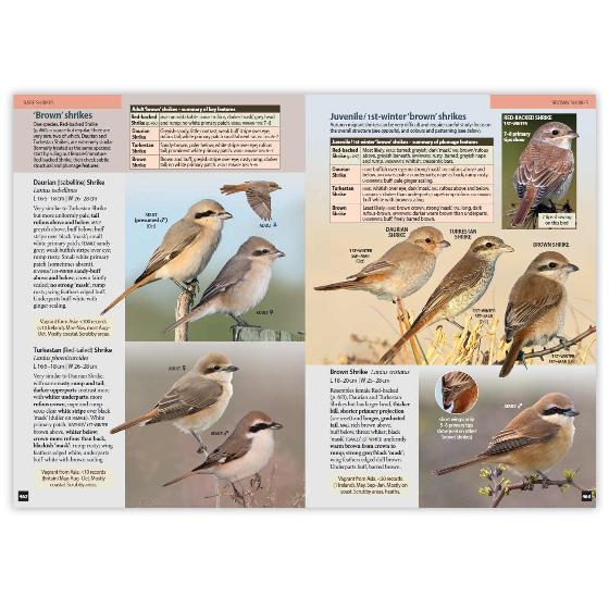 Britain's Birds, Second Edition product photo front L