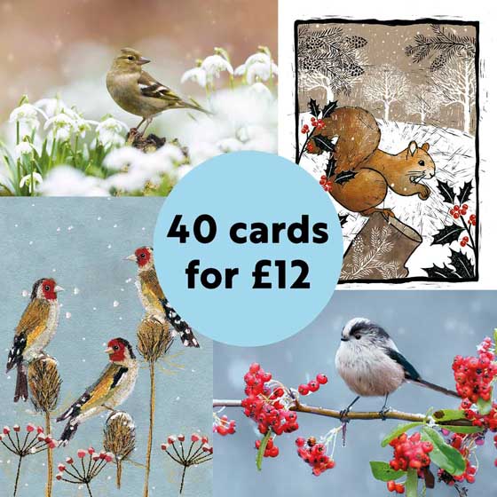 Fab 40 bumper pack of Christmas Cards product photo back L