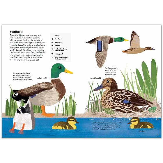 RSPB Nature Guide: Birds product photo back L