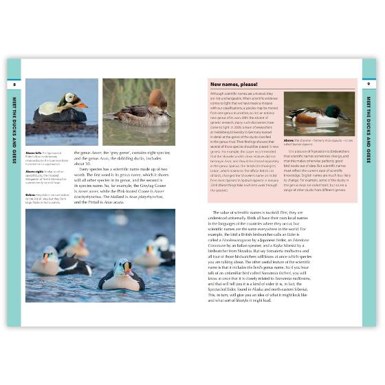 RSPB Spotlight Ducks and Geese product photo side L