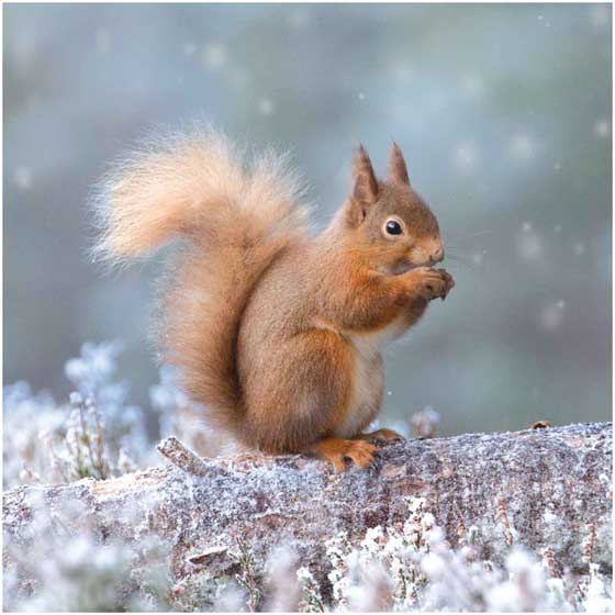 Snowflake squirrel Christmas cards, pack of 10 product photo default L