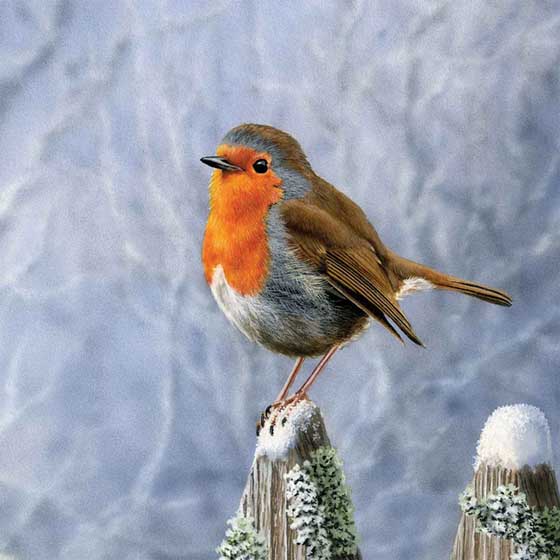 Snowy robin Christmas cards, pack of 10 product photo default L