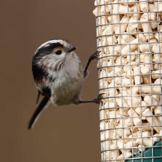 Super suet pellets - mealworm 1kg product photo side L