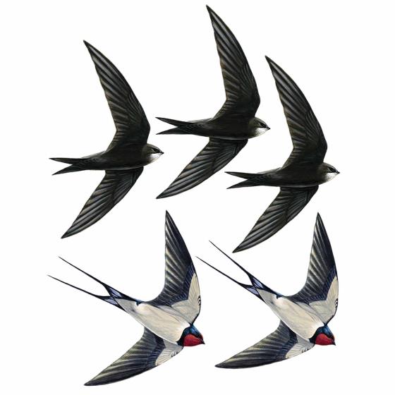 Swift and swallow window stickers product photo default L