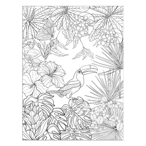 The birds colouring book product photo front L