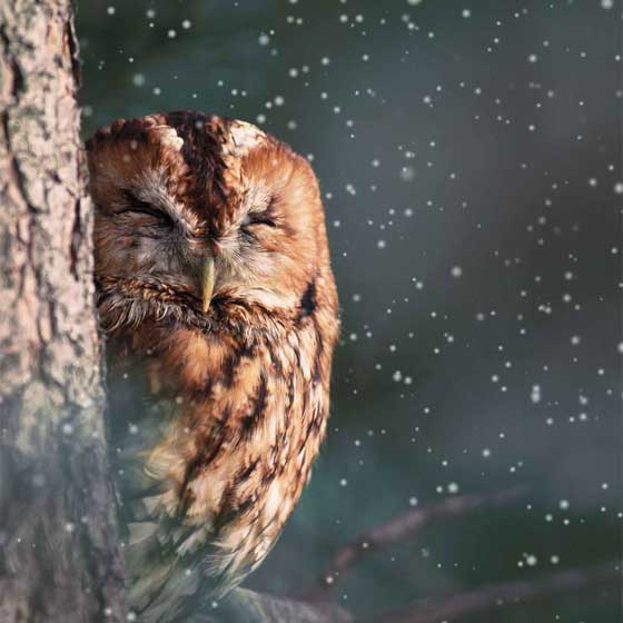 Wake up to snow, owl Christmas cards, pack of 10 product photo default L