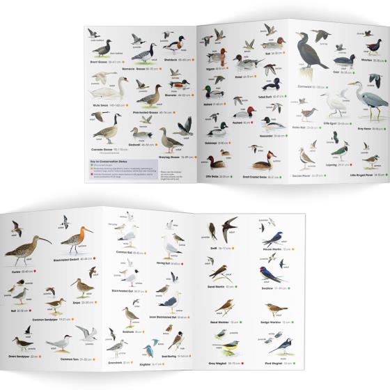 Wetland birds identifier chart - RSPB ID Spotlight series product photo side L