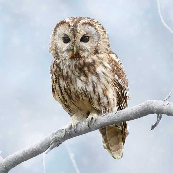 Wise Owl Christmas cards, pack of 10 product photo default L