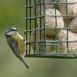 Super suet fat balls - mealworm x 50 product photo