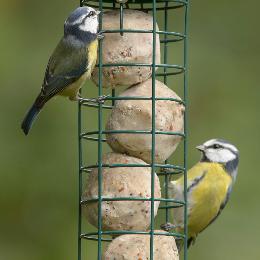 Super suet fat balls - original x 50 product photo