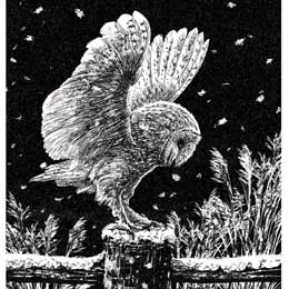 Frosted Owl black and white Christmas cards, pack of 10 product photo